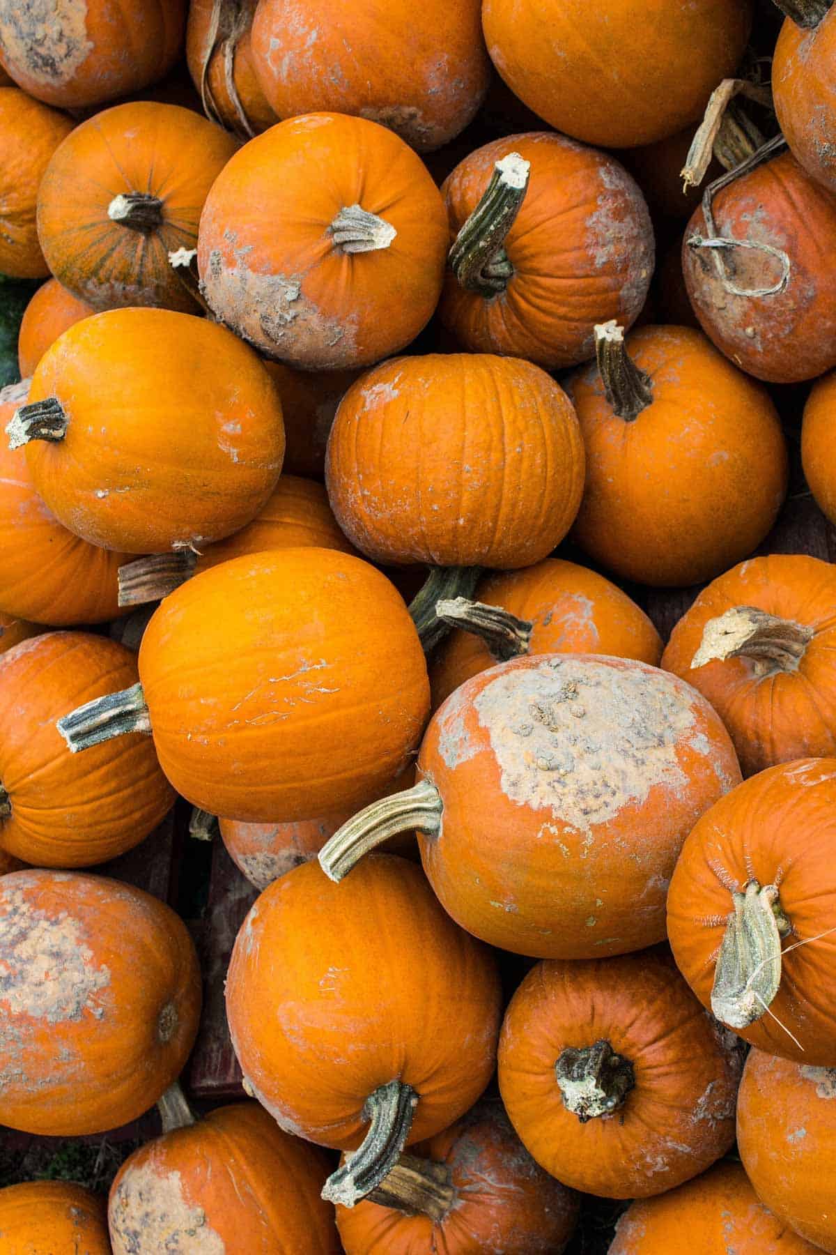 A whole bunch of winter squashes.