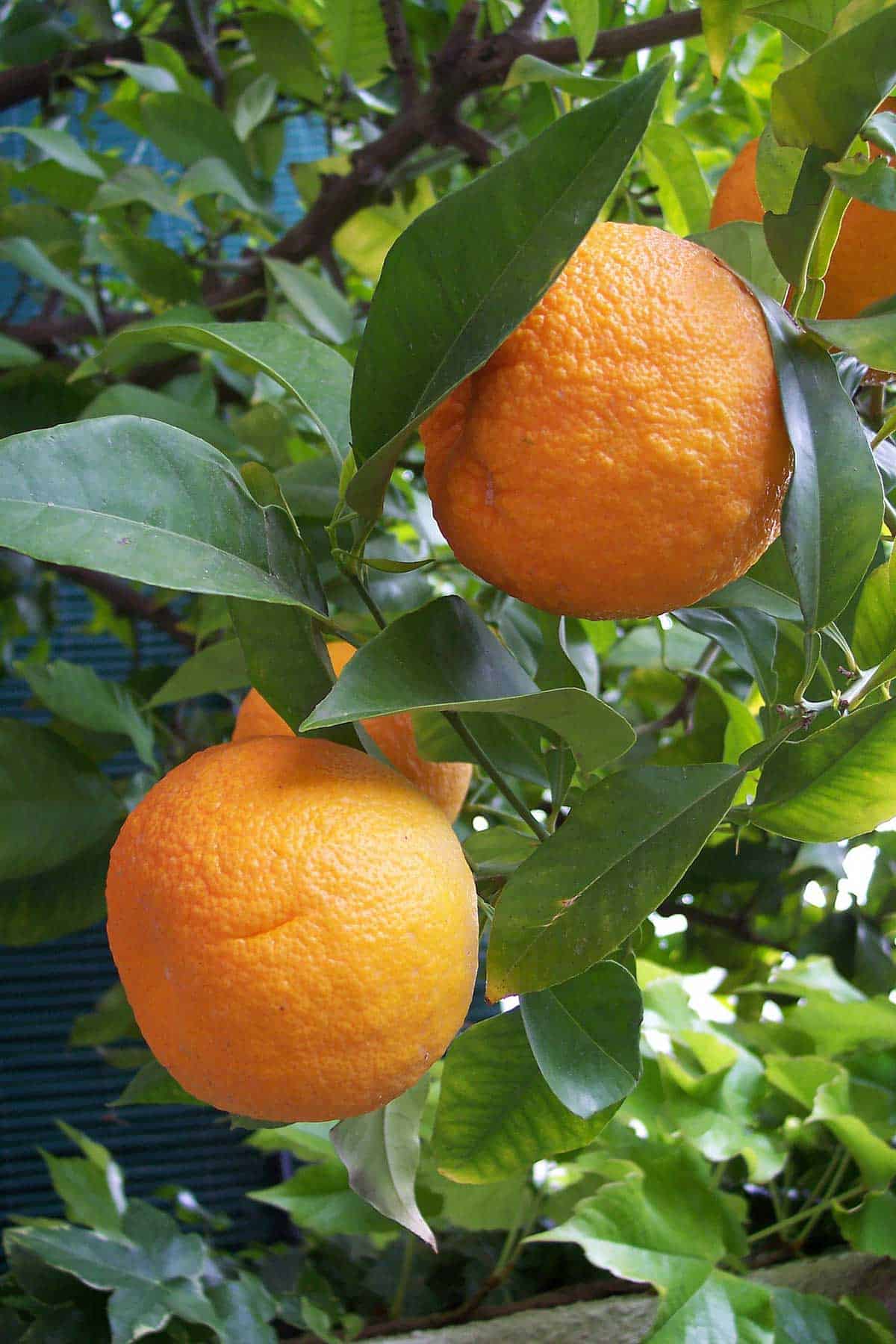 Two wild oranges hanging from a tree with green leaves around them.