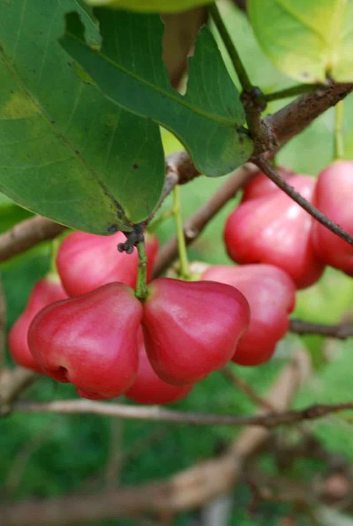 A snob of wax apple fruit hanging from a tree with green leaves around it.