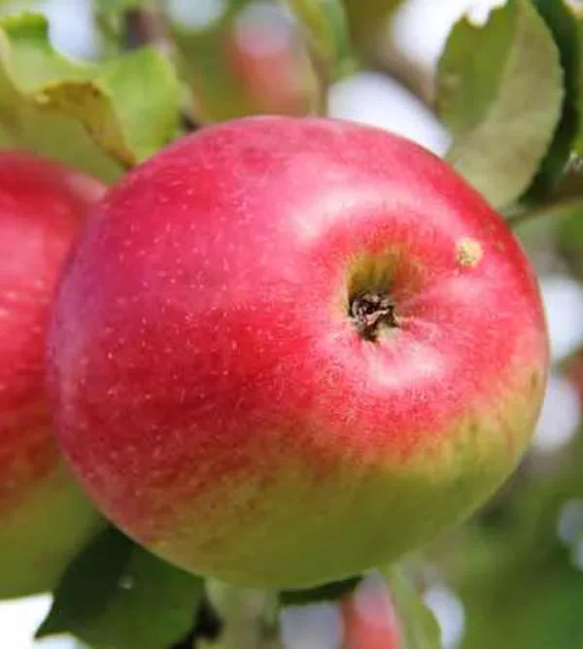 One whealthy apple hanging from a tree with green leaves surrounding it.